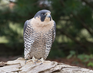 Peregrine Falcon