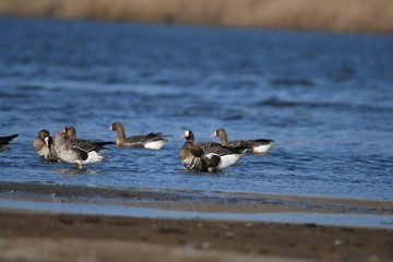 Greater White-fronted Goose (Anser albifrons) 