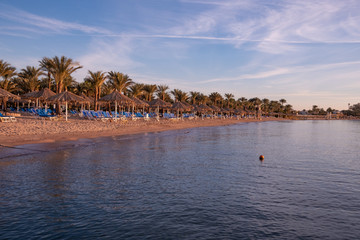 Coast of Egypt with palm trees at sunrise. Advertising space