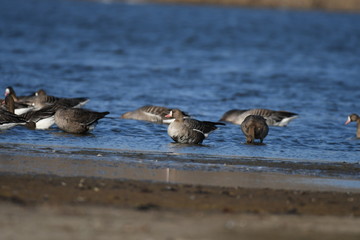 Greater White-fronted Goose (Anser albifrons) 