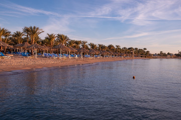Coast of Egypt with palm trees at sunrise. Advertising space