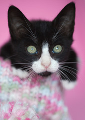 Tuxedo Kitten Playing in pastel colored knitted snow hat, pink background