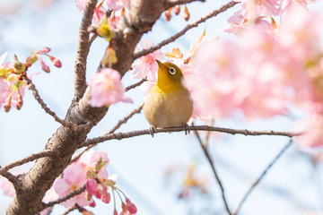 河津桜とメジロ