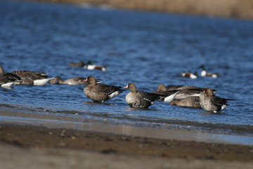 Fototapeta premium Greater White-fronted Goose (Anser albifrons) 