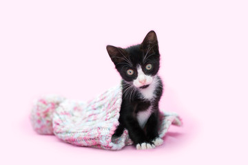 Tuxedo Kitten Playing in pastel colored knitted snow hat, pink background