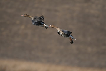 Greater White-fronted Goose (Anser albifrons) 