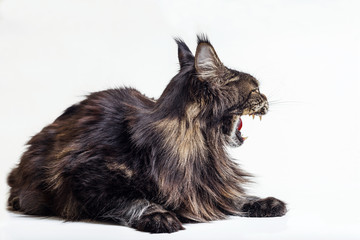 Striped, angry cat Maine Coon hisses and shows his teeth seeing the danger on a white background.