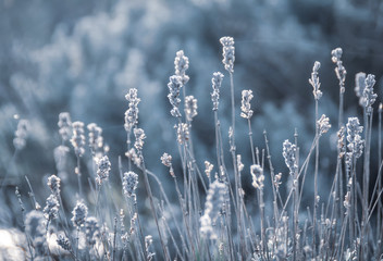 Lavender Blue