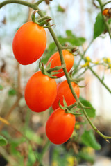 Bunch of Vibrant Red Grape Tomatoes Ripening on Its Tree 