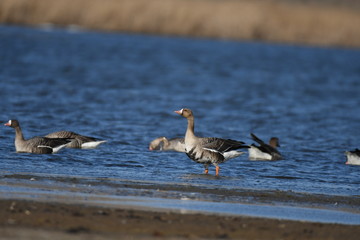 Greater White-fronted Goose (Anser albifrons) 