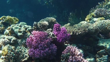 Underwater coral reef with tropical fish