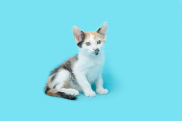 Calico Kitten sitting all alone on a blue background.