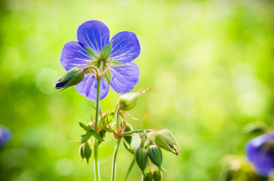 Flax flowers close up on the field
