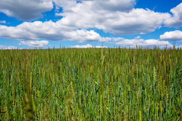 summer landscape field with young green wheat against a blue sky with clouds. skyline