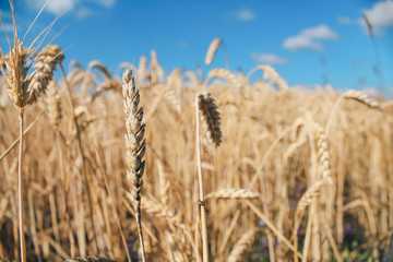 Golden wheat field on blue sky background 