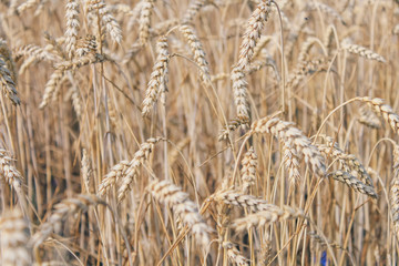 Golden wheat field on blue sky background 