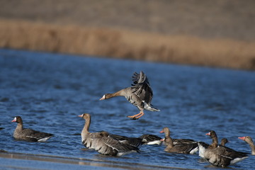 Greater White-fronted Goose (Anser albifrons) 