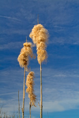 Ripe spikes of Common Bulrush, full of fluffy achenes, against a blue sky