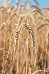 Golden wheat field on blue sky background 