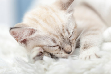 Fototapeta na wymiar Sleeping White Siamese tabby kitten laying inside of a white blanket