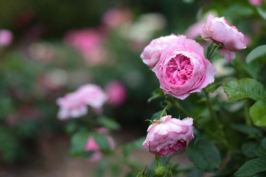 Opulente Rose