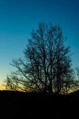 Beautiful silhouette tree with sunset in the background. Mountain theme.