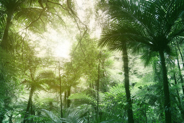 Obraz premium Canopy of jungle