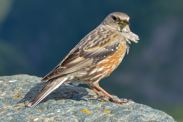 Alpine Accentor-Prunella Collaris sitting on a wall and watching the environment.