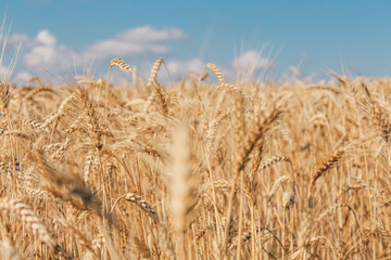 Fototapeta premium Golden wheat field on blue sky background 