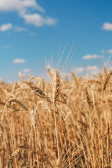 Golden wheat field on blue sky background 