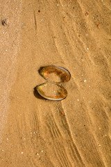 open oyster on the sand by the river