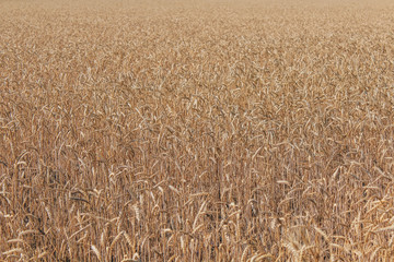 Golden wheat field on blue sky background 