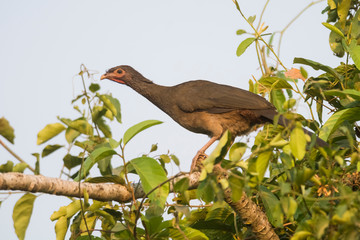 Dusky legged Guan in a jungle environment, Pantanal Brazil