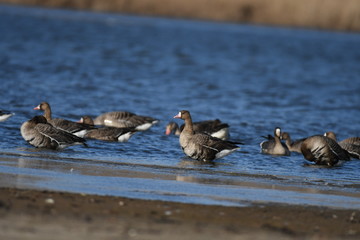Greater White-fronted Goose (Anser albifrons) 