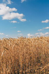 Golden wheat field on blue sky background 