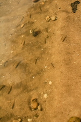 The yellow frog is lying on the bottom of the river