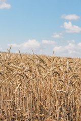 Fototapeta na wymiar Golden wheat field on blue sky background 