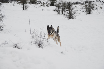  Nice happy dog ​​enjoying in the snow on the mountain