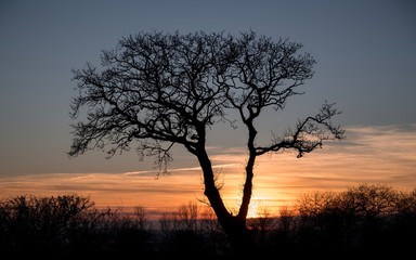Naklejka na ściany i meble silhouette of tree in sunset