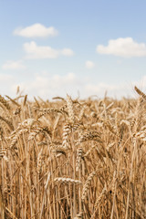 Golden wheat field on blue sky background 