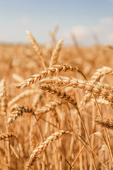Fototapeta premium Golden wheat field on blue sky background 