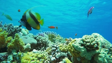 Underwater coral reef with tropical fish