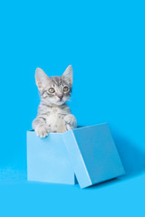 Small gray tabby kitten sitting inside of a blue gift box, blue monochromatic background.