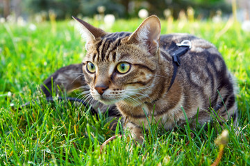 Beautiful tabby striped cat with green yellow eyes sitting in grass outside exploring area. Animal domestic feline pet walking and hunting outdoors on summer day.