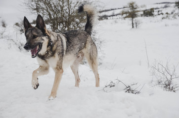  Nice happy dog ​​enjoying in the snow on the mountain