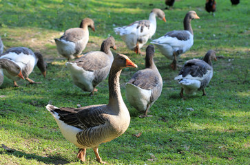 Ducks on the farm