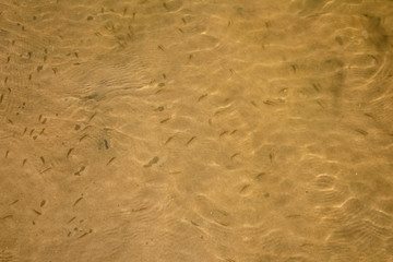 Sandy bottom of the river.  Background, texture