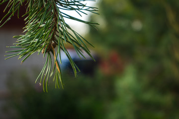 Branch of olive tree with berries on it. Closeup