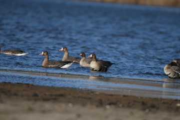 Greater White-fronted Goose (Anser albifrons) 
