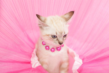 Siamese Kitten wearing pink bead necklace and pink tutu skirt looking angry with ears.